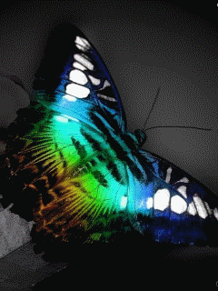 181359.gif